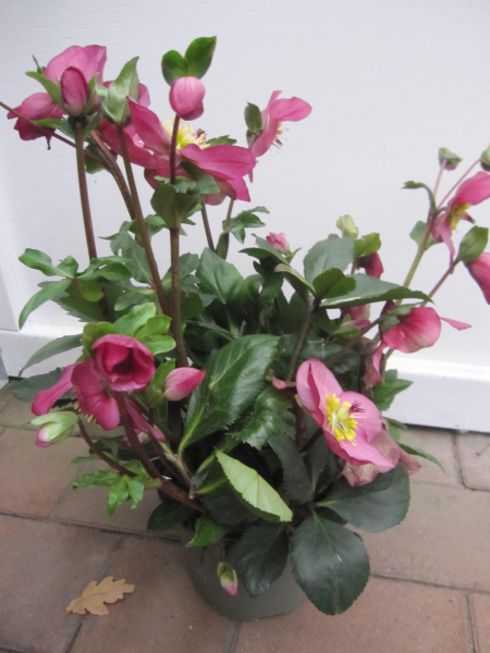 Helleborus x lemperii HGC ® Winter Ballet Karli 3